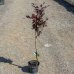Buk lesný (Fagus sylvatica) ´DAWYCK PURPLE´ výška: 60-90 cm, kont. C3L (-34°C)  